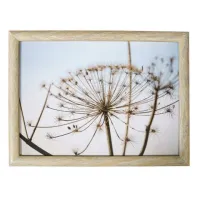 Kniedienblad met kussen eronder Natuur Berenklauw