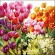 Servetten papier Tulpen pracht 33x33 cm        