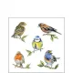 Servetten papier vogelsoorten 25x25 cm